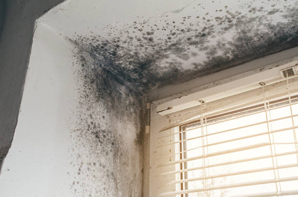 Affordable Mold Cleanup solutions in Linkwood, MD